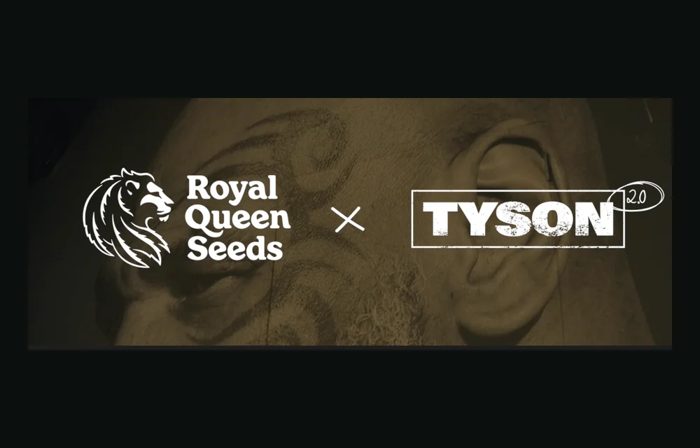 Tyson 2.0 Cannabis Seeds